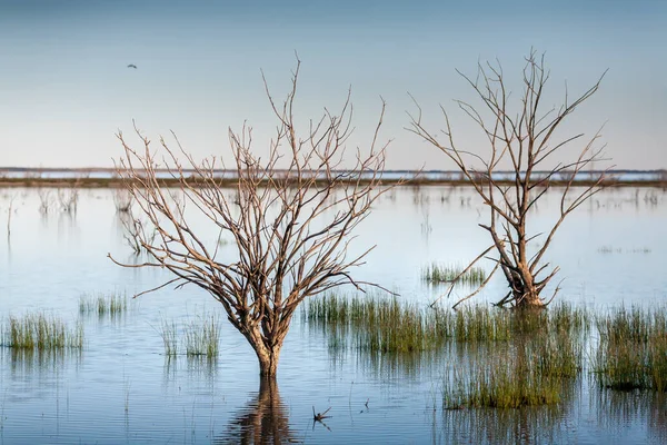 Trees Grasses Swamped Outback Lake Oasis — Fotografia de Stock