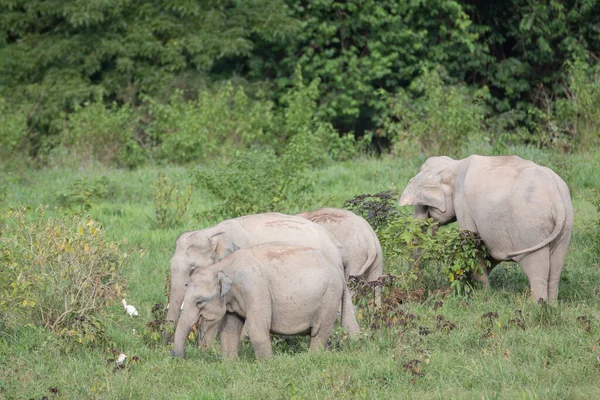 Elefante Asiático Grande Cinco Animal Asia —  Fotos de Stock