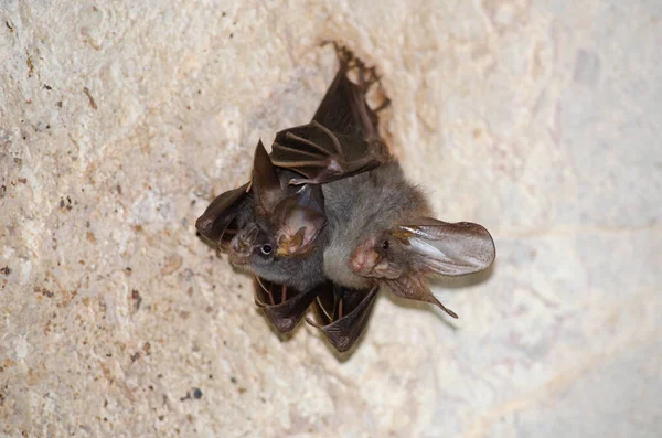 Bat Mammal Call Vampire — ストック写真