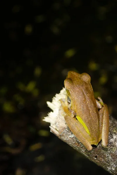 Tree Frog Yellow Body Plant Color — Foto de Stock