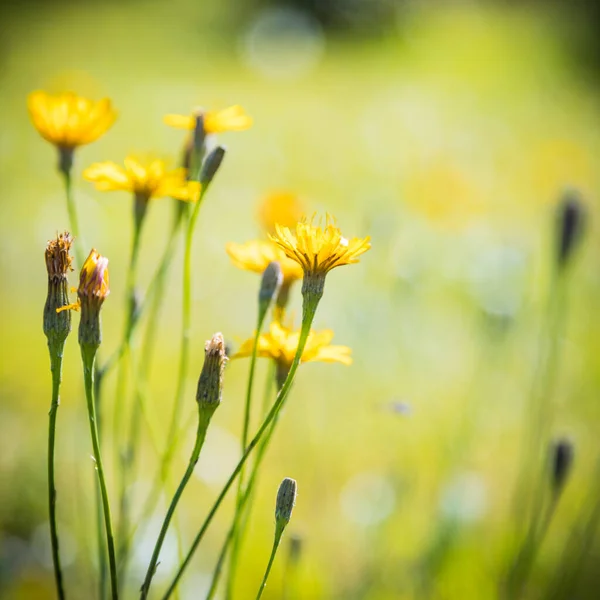 Vackra Blommande Blommor Begreppet Sommartid — Stockfoto