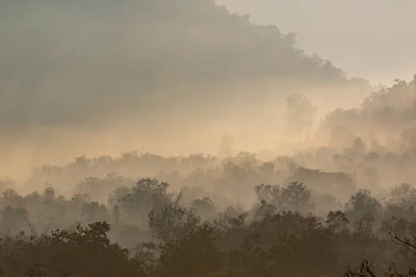 Лес Таиланде Природа Растительный Фон — стоковое фото