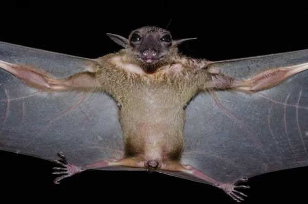 Bat Mammal Call Vampire — ストック写真
