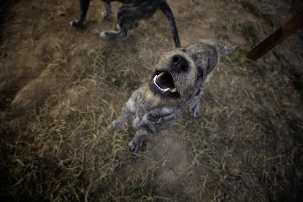 Дві Собаки Полі Дивлячись Вгору — стокове фото