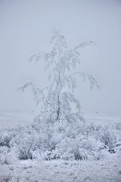 Белый Зимний Мороз Чеване — стоковое фото