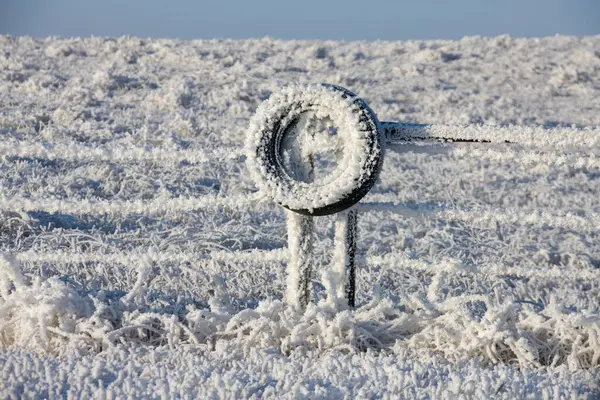 White Winter Frost Saskatchewan — Stock Photo, Image