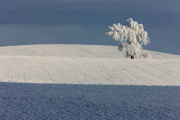 White Winter Frost Saskatchewan — Stock Photo, Image