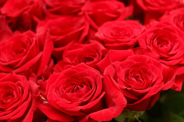 Schöne Rote Rosen Abstrakter Kreativer Hintergrund — Stockfoto