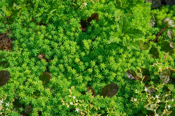Pflanzlicher Grüner Hintergrund Von Pflanzen — Stockfoto