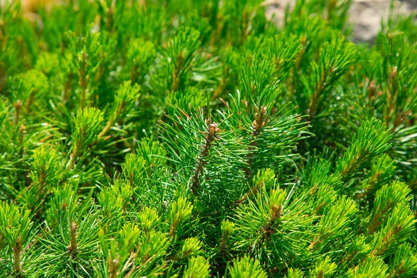 Krásné Podměrečné Jehličnaté Věčně Zelené Stromy — Stock fotografie
