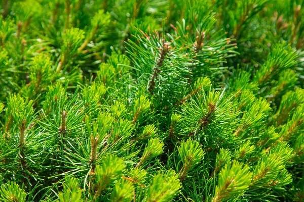 Krásné Podměrečné Jehličnaté Věčně Zelené Stromy — Stock fotografie