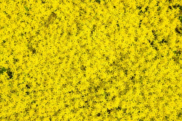 Pflanzlichen Gelben Hintergrund Von Pflanzen — Stockfoto
