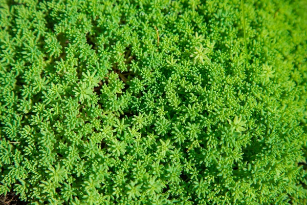 Pflanzlicher Grüner Hintergrund Von Pflanzen — Stockfoto