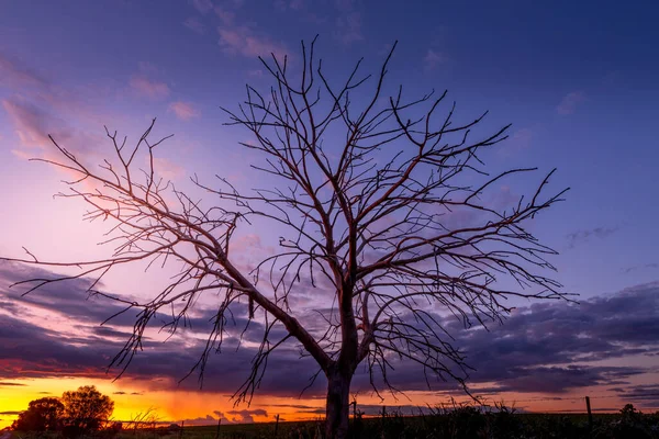 Ländlicher Sonnenuntergang Und Baumsilhouette — Stockfoto