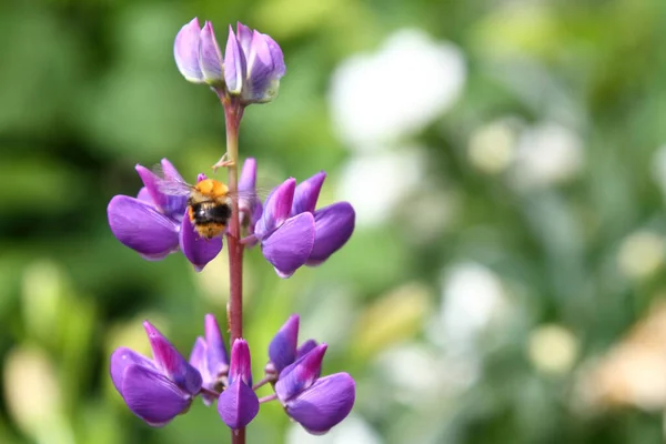 Violet Flower Lupine Stalk — Stockfoto