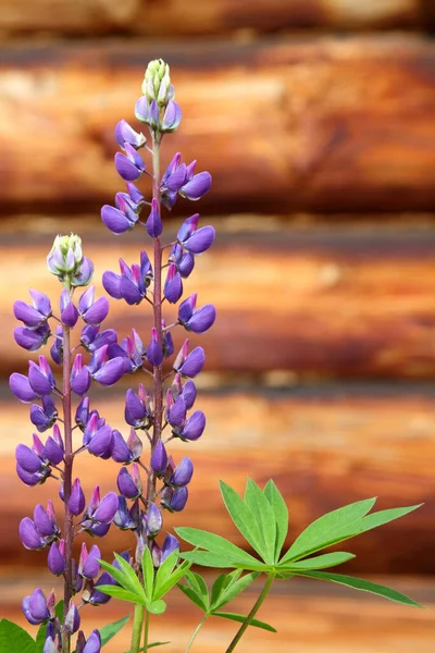Violet Flower Lupine Stalk — Foto Stock
