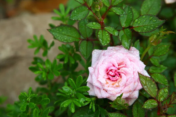 Knospe Einer Rosa Rose — Stockfoto