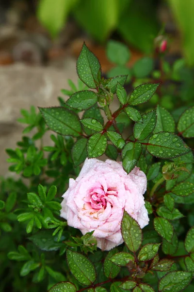 Knospe Einer Rosa Rose — Stockfoto