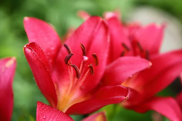 Rote Lilie Eine Knospe Auf Einem Stiel — Stockfoto