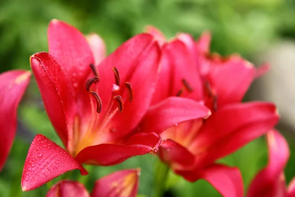 Rote Lilie Eine Knospe Auf Einem Stiel — Stockfoto