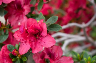Güzel çiçeklerin güzel manzarasını kapat.