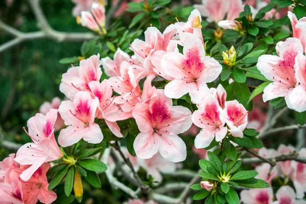 ブルーミング アジア ブッシュ 美しい花の背景 — ストック写真