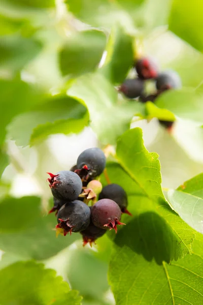 Mespilus Beeren Auf Einem Zweig Mit Grünen Blättern — Stockfoto