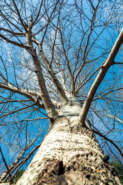 Yapraksız Ağaç Dalları — Stok fotoğraf