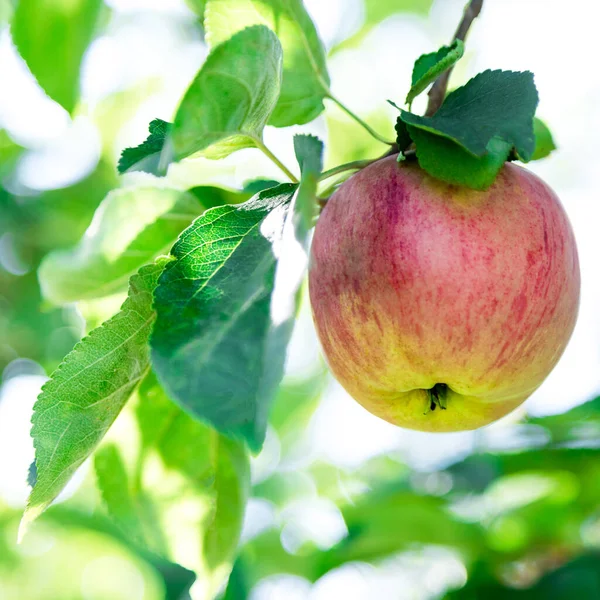 Reifer Apfel Auf Einem Zweig — Stockfoto