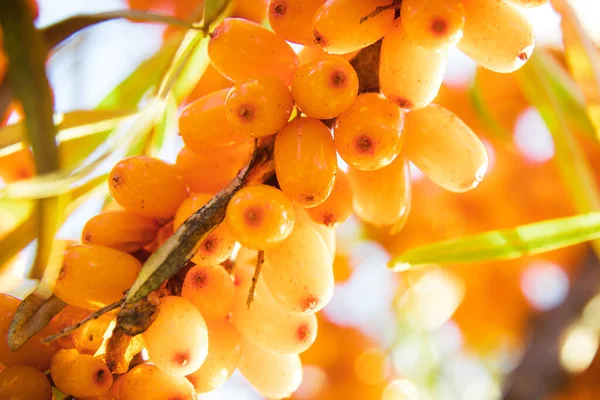 Ramo Bacche Olivello Spinoso Arancioni — Foto Stock