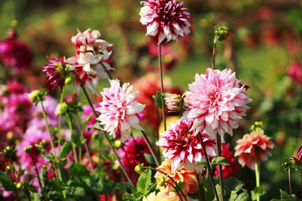 Vibrant Color Flowers Garden — Photo