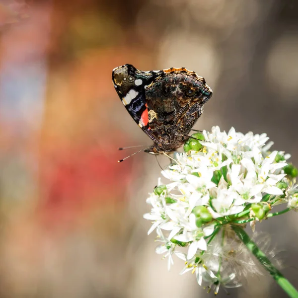 Beau Papillon Assis Sur Fleur — Photo