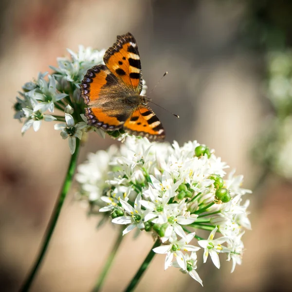 Beau Papillon Assis Sur Fleur — Photo