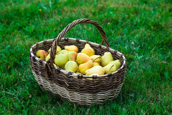 Juicy Tasty Pears Basket — Stock Photo, Image