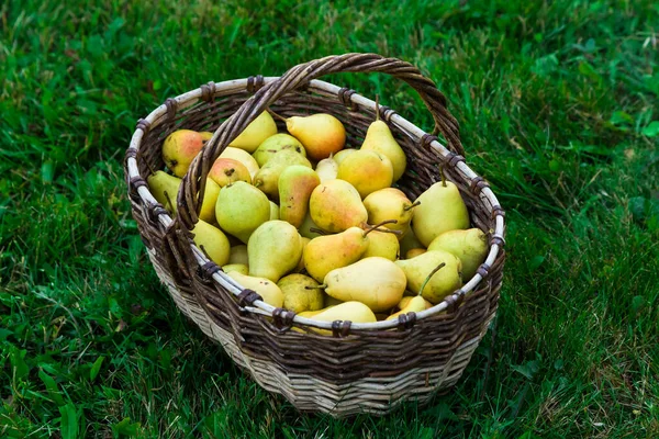 Juicy Tasty Pears Basket — Stock Photo, Image