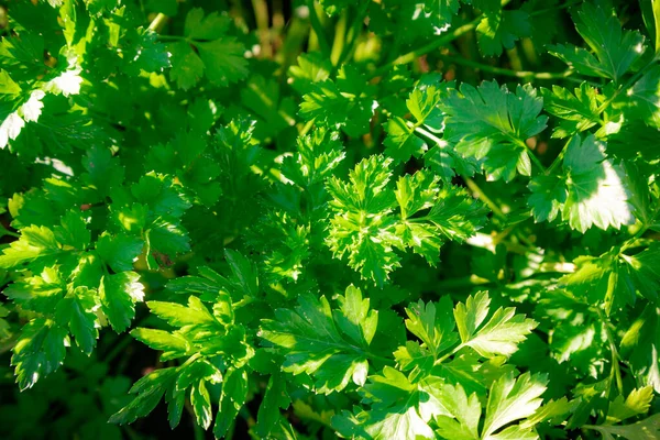 Πράσινα Φύλλα Μαϊντανού Φωτισμένα Ήλιο — Φωτογραφία Αρχείου