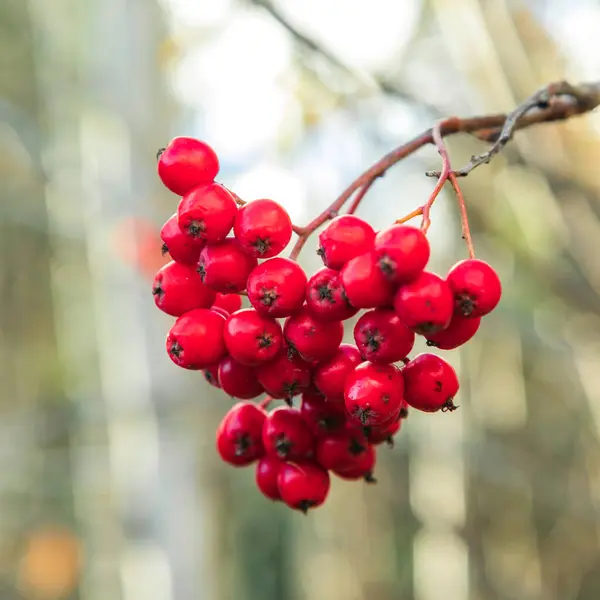 Bright Cluster Red Mountain Ash — Stock Photo, Image