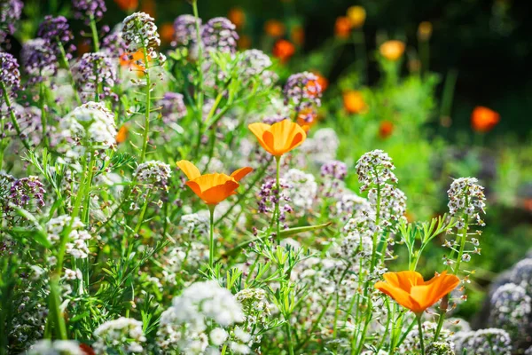 Vackra Blommande Blommor Sommartid — Stockfoto