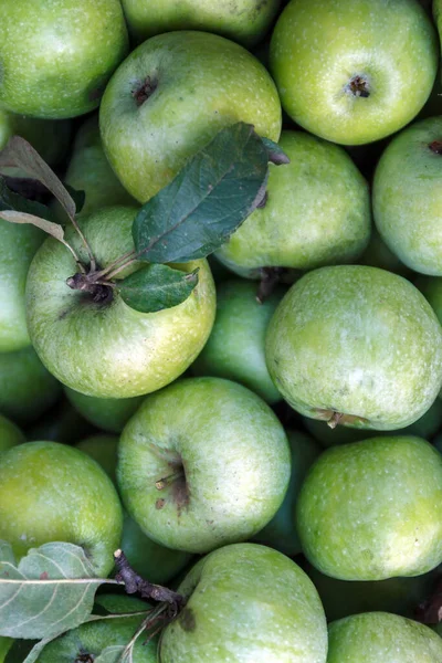 Yeşil Elma Simerenkasının Arkaplanı — Stok fotoğraf