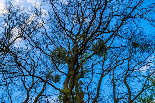 Avrupa Ökseotu Kel Ağaçta Kışın Mavi Gökyüzü Bulutlarında — Stok fotoğraf