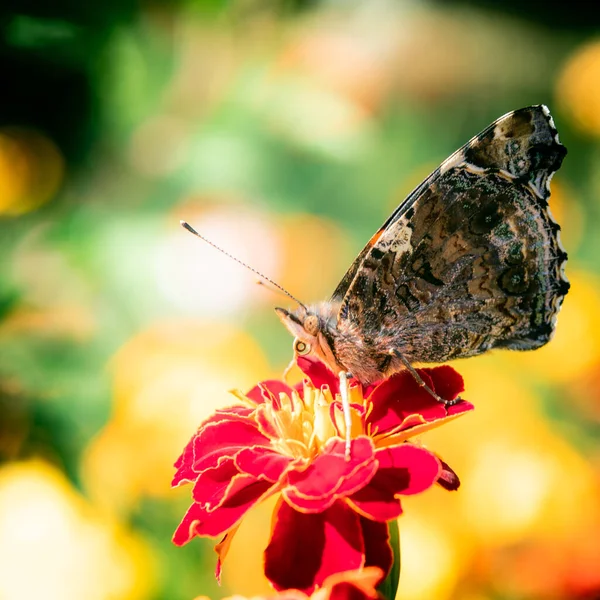 Papillon Est Assis Sur Une Fleur Souci — Photo