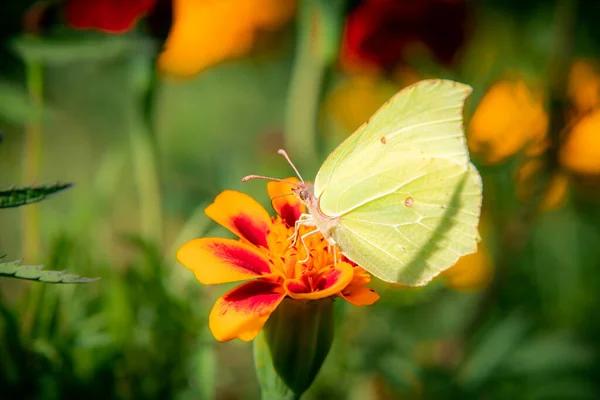 Butterfly Sits Flower Marigold — Stock Photo, Image