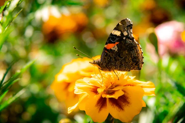 Butterfly Sits Flower Marigold — Stock Photo, Image
