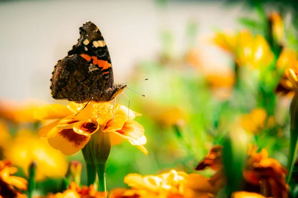 Motyl Siedzi Kwiatku Marigold — Zdjęcie stockowe