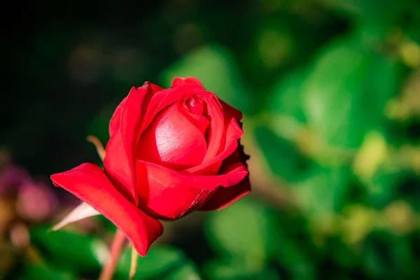 Rosa Escarlata Una Revelación Tallo Jardín —  Fotos de Stock