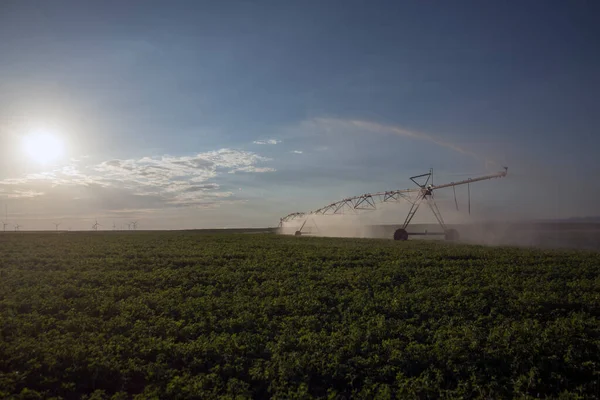 Automatic Irrigation Sprinklers Extensive Agriculture Crops — Stock Photo, Image