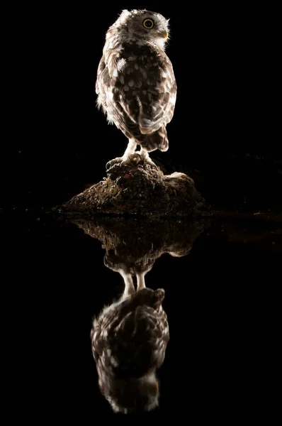 Athene Noctua Baykuşu Gece Bir Kayanın Üzerine Tünemiş Yansımasıyla — Stok fotoğraf