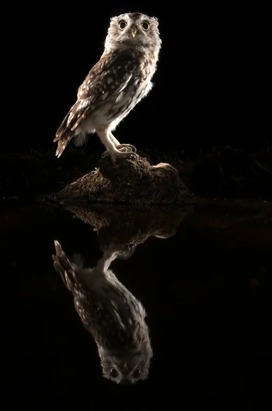 Athene Noctua Baykuşu Geceleyin Bir Kayaya Tünemiş — Stok fotoğraf