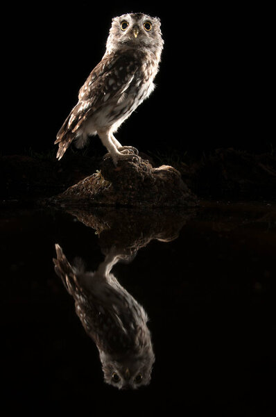 Афинская сова, сидящая ночью на скале