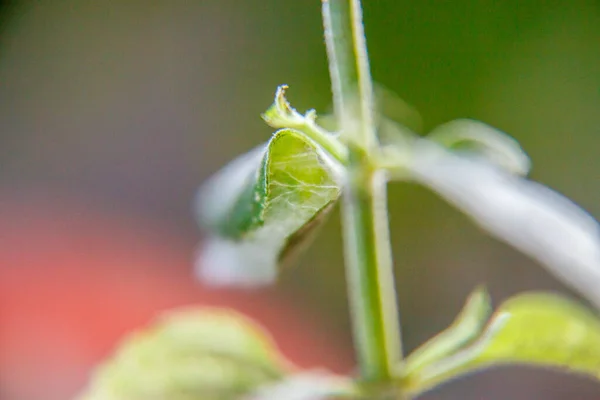 Caterpillar Cocoon Mint Leaf Close — Stock Photo, Image